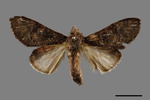 Vaneeckeia pallidifascia centrobrunnea[褐丸舟蛾][00035645]