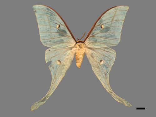 Actias selene ningpoana[長尾水青蛾][00016322]