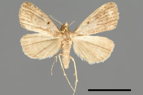 <已分類>Family：Noctuidae[夜蛾科][00011076]