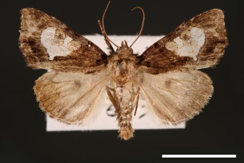 Chytonix variegata[00002578]