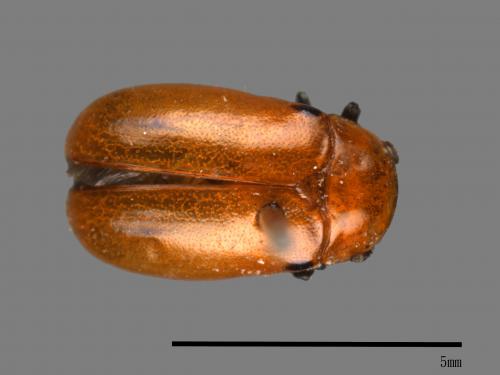 <已分類>Family：Chrysomelidae[金花蟲科][00081240]