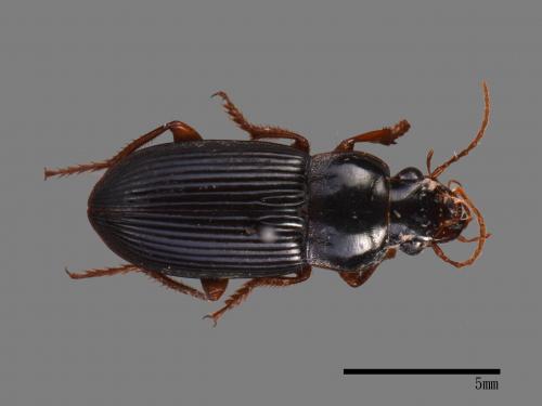 <已分類>Family：Carabidae[步行蟲科][00092664]