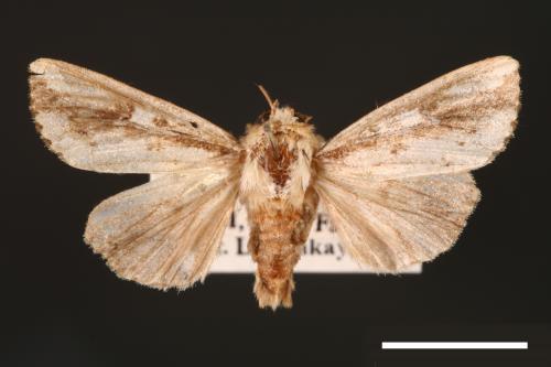 Mythimna sinuosa[00001405]