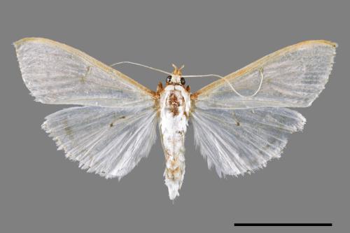 <已分類>Family：Crambidae[草螟科][00066707]