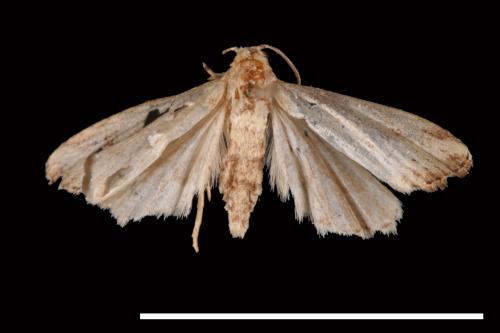 Luceria oculalis[00009593]