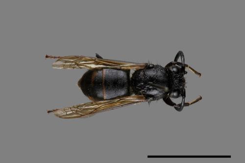 Vespula flaviceps[細黃胡蜂][00073194]