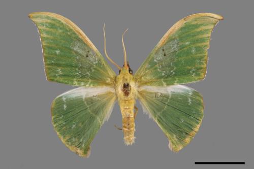 Tanaorhinus viridiluteatus[雙點鐮翅青尺蛾][00056770]