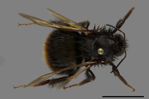 Bombus trifasciatus[威氏熊蜂][00100038]