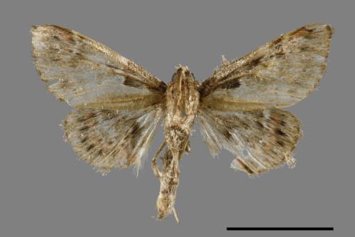 <已分類>Family：Pyralidae[螟蛾科][00051827]
