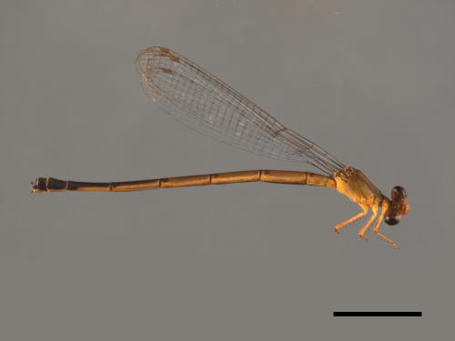 Ceriagrion fallax fallax[眛影細蟌][00104128]