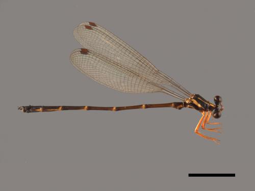 Rhipidolestes aculeatus aculeatus[芽痣蹣蟌][00104044]