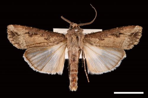 Agrotis ipsilon[小地老虎][00029992]