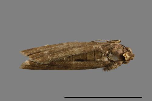 <已分類>Family：Noctuidae[夜蛾科][00010579]