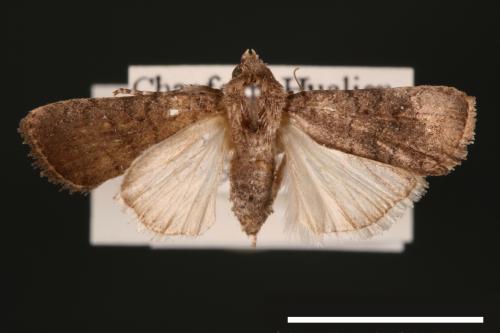 Athetis cognata[00003244]