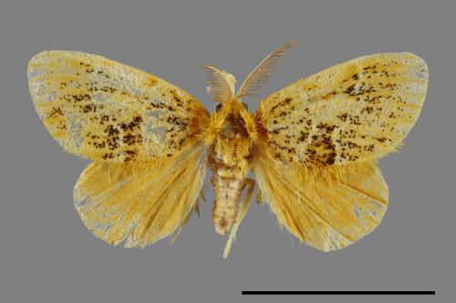 Euproctis striata[紛黃毒蛾][00053849]