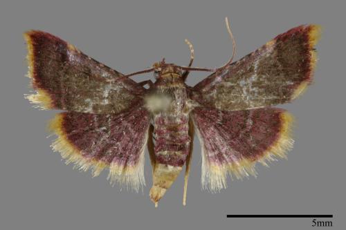 <已分類>Family：Pyralidae[螟蛾科][00100426]