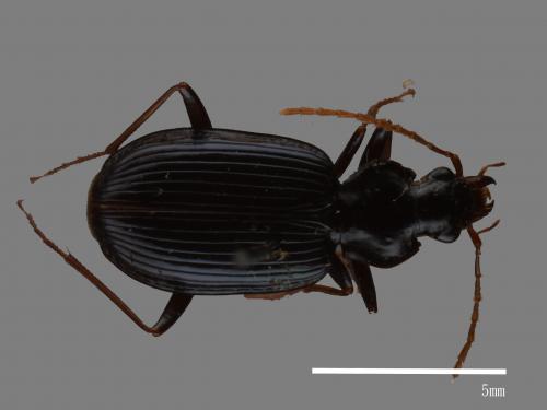 <已分類>Family：Carabidae[步行蟲科][00081965]