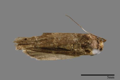 <已分類>Family：Noctuidae[夜蛾科][00010599]