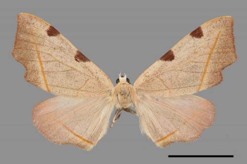 Hypochrosis rufescens[四角斑尺蛾][00019348]