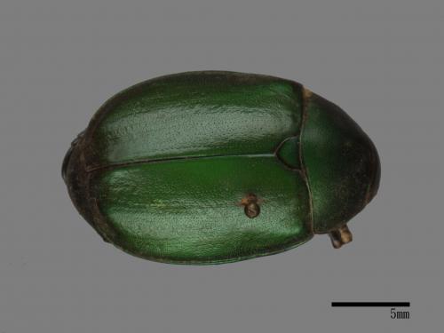 Anomala rubripes virescens[綠腳異麗金龜金龜][00086442]