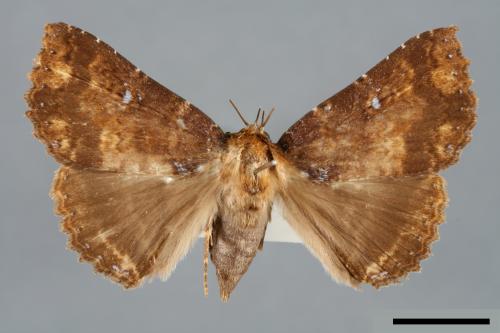 Hypersypnoides punctosa[粉點朋閃夜蛾][00006204]