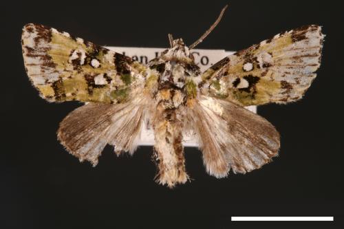 Yula muscosa[00001889]