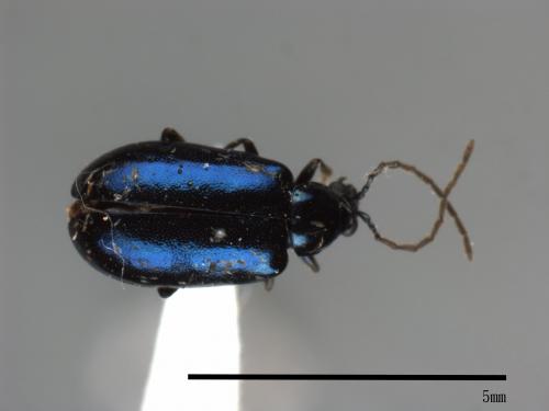<已分類>Family：Chrysomelidae[金花蟲科][00084094]