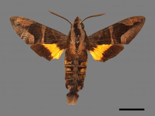 Macroglossum mitchellii imperator[背帶長喙天蛾][00024878]