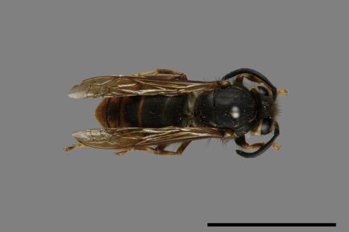 Vespula flaviceps[細黃胡蜂][00073474]