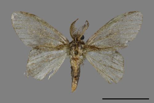 Liparopsis postalbida[中灰舟蛾][00047906]