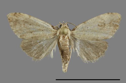 <已分類>Family：Noctuidae[夜蛾科][00092274]