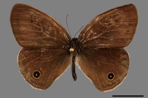 Ypthima multistriata[臺灣波紋蛇目蝶][00059990]