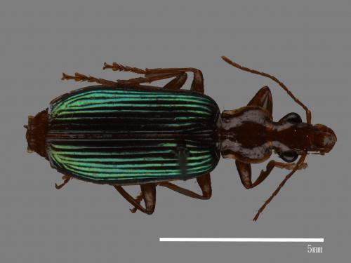 <已分類>Family：Carabidae[步行蟲科][00043303]