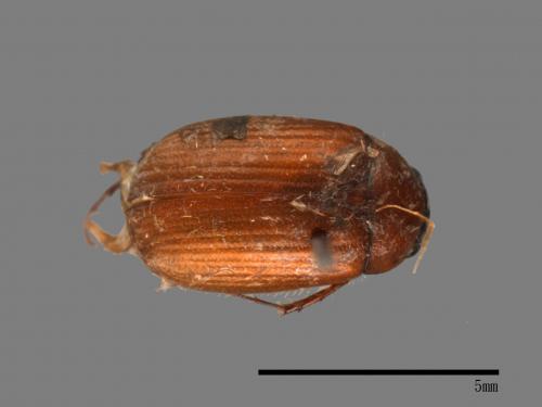 <已分類>Family：Scarabaeidae[金龜子科][00054121]