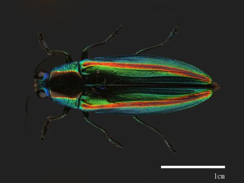 Chrysochroa fulgidissima[虹彩吉丁蟲][00080221]