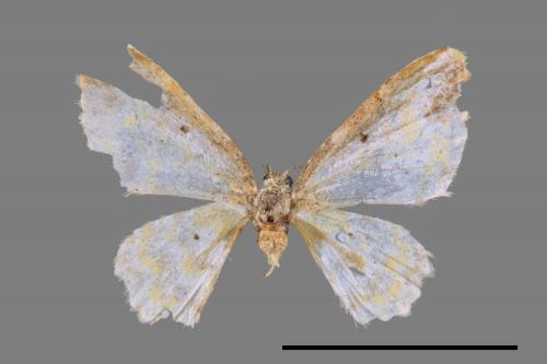 Acolutha pictaria imbecilla[前褐帶黃波尺蛾][00042494]