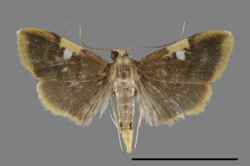 <已分類>Family：Crambidae[草螟科][00092736]