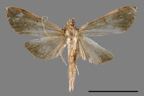 <已分類>Family：Crambidae[草螟科][00064711]