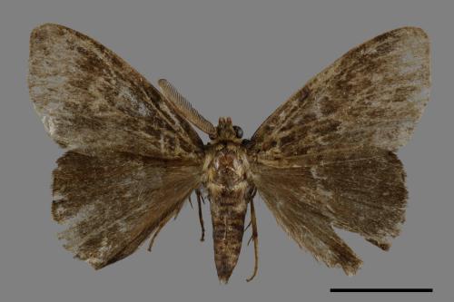 Ilema olivacea[角斑毒蛾][00047057]