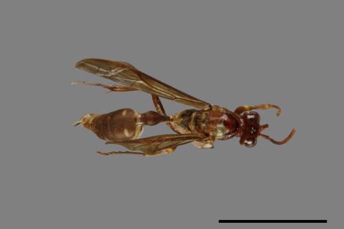 Parapolybia nodosa[叉胸異腹胡蜂][00078788]