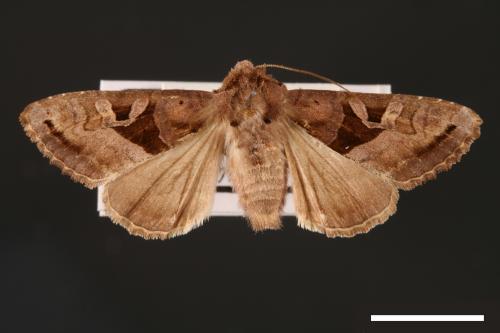 Phlogophora conservuloides[燭影錦夜蛾][00002008]