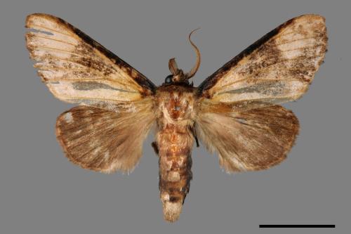 Formofentonia orbifer rotundata[圓紛舟蛾][00038611]