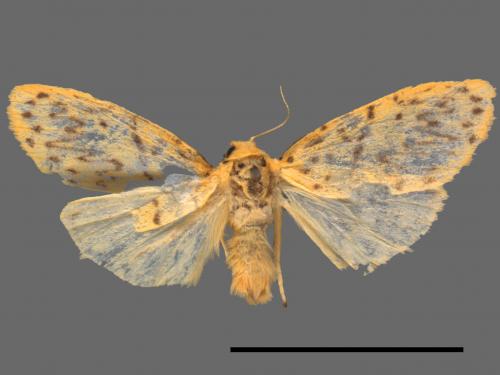 Asura alikangiae[關山豔苔蛾][00038801]