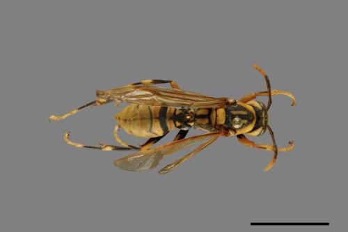 Polistes rothneyi[黃長腳蜂][00073615]