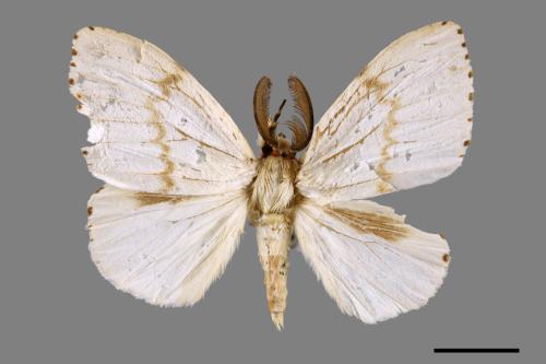 Lymantria xylina xylina[黑角舞蛾][00057354]