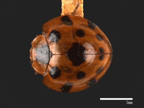 Synonycha grandis[大十三星瓢蟲][00065506]