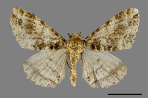 Arichanna amoena[中國星尺蛾][00070357]