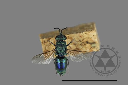 <已分類>Family：Chrysididae[青蜂科][00123845]