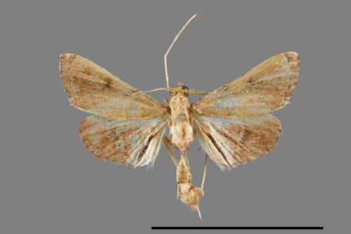 <已分類>Family：Crambidae[草螟科][00025124]