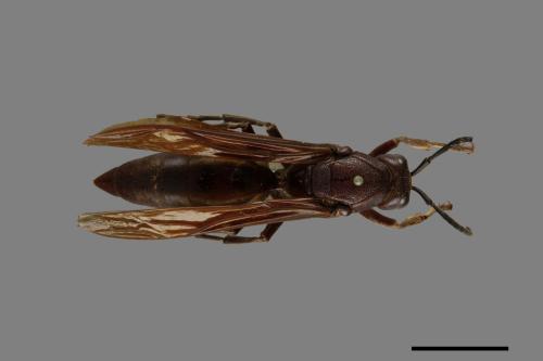 Polistes gigas[巨長腳蜂][00074377]